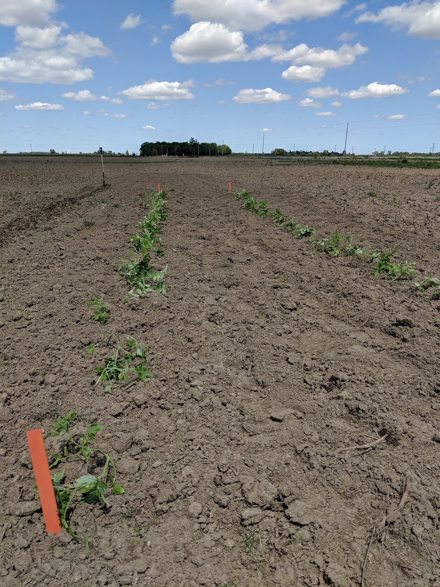 SnobelenHmstead's tweet photo. Week 2 of maternity leave, and way too many days of it being too wet to plant. But @bradmcs got the rototiller going and transplanted our 🍅, then I planted glad bulbs, and two varieties of sunflowers! #ontag #plant19 #noplant19 #handplant #farmmarket #snobelenhomestead #farm365 https://t.co/YGnk5kB6jb