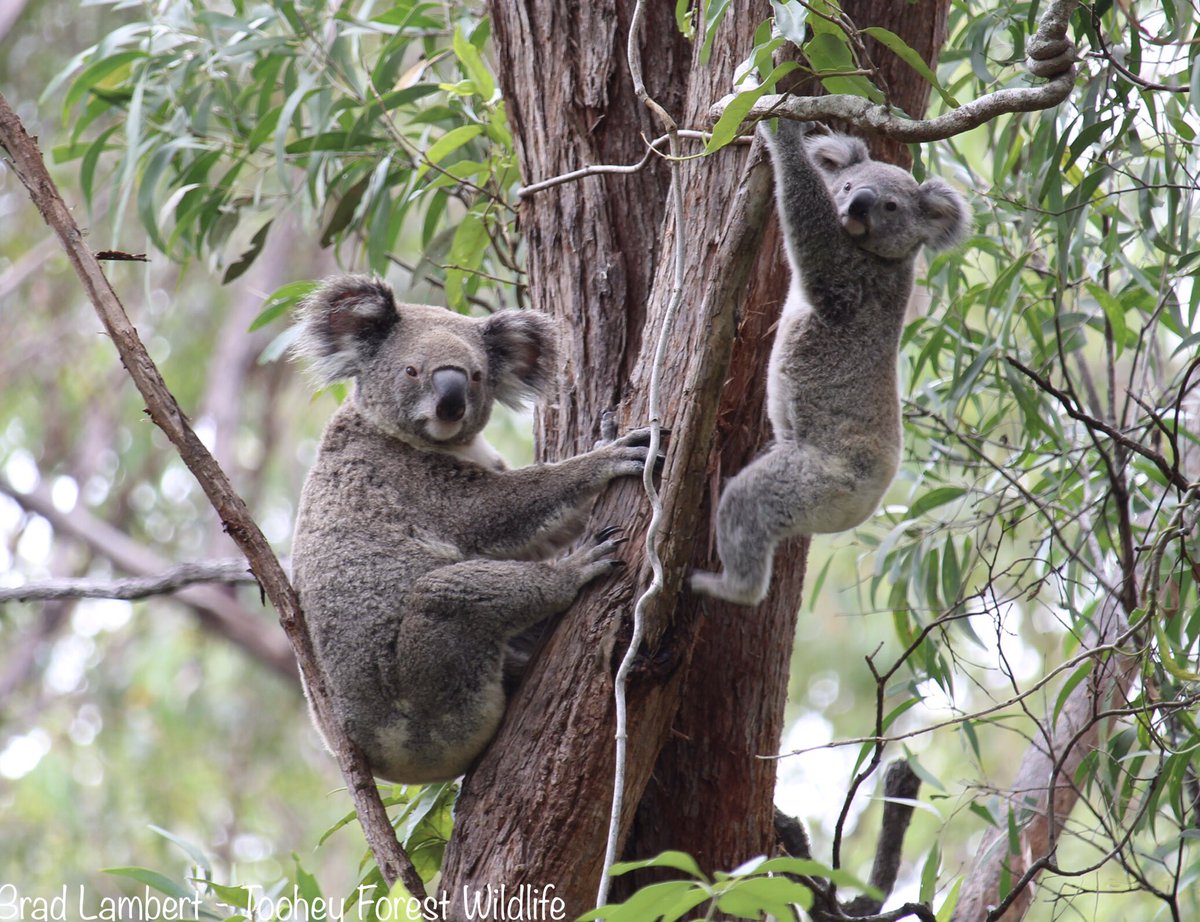 Steve Griffiths tweet media