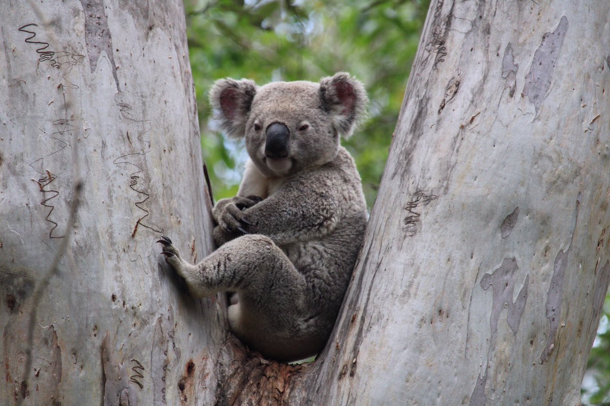 Steve Griffiths tweet media