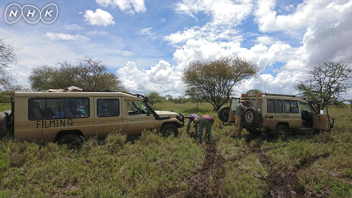 ダーウィンが来た בטוויטר 9日夜7時30分 子ライオン 雨季のサバンナは大量の雨で あちらこちらがぬかるみ状態 撮影車両が泥にはまって 思わぬところで立往生 脱出に３時間もかかったことも 予告 動画 T Co Bt7qoizerl ダーウィンが来た