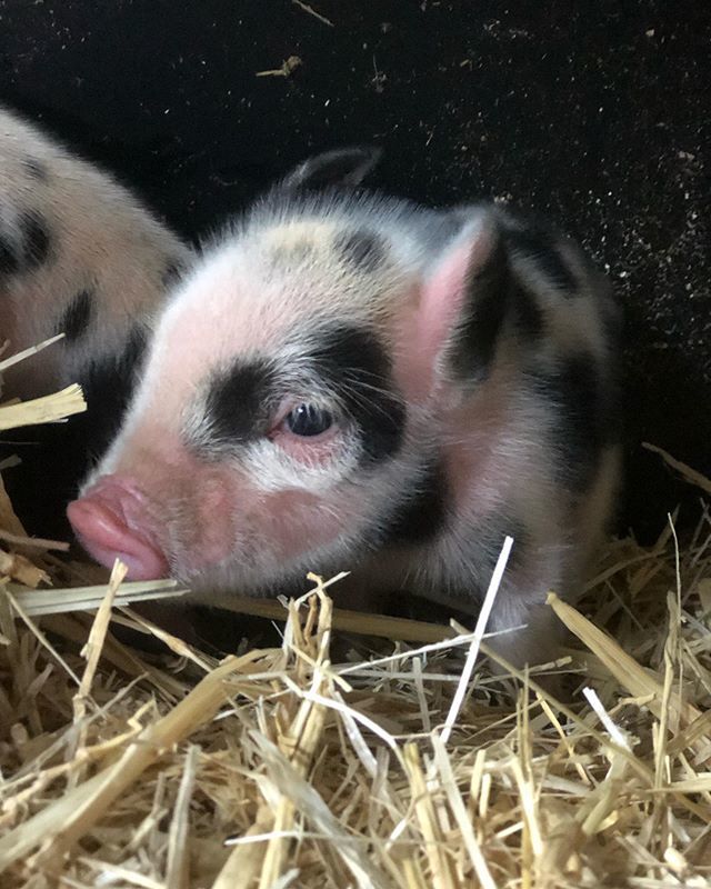 carliesullivan's tweet photo. One of the three little piggies that joined our farm yesterday. Nothing cuter. 🐷 https://t.co/p5lZhUVliy https://t.co/lC6prO84mJ