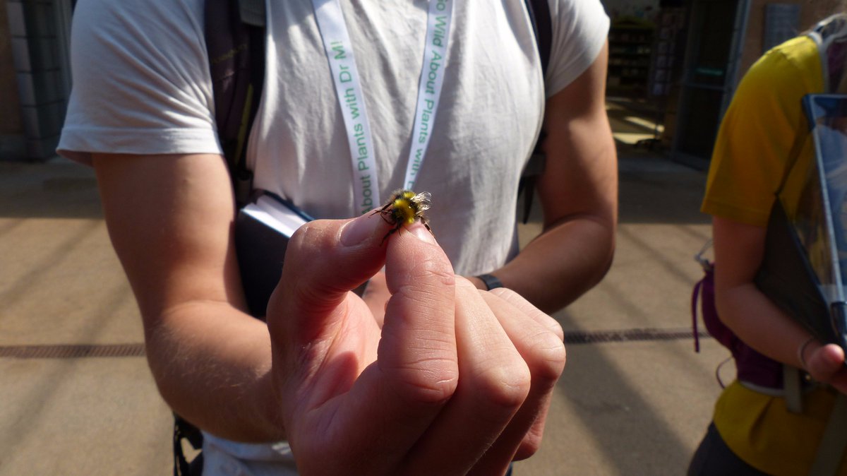 readingbotany's tweet photo. The bee whisperer @altmills @edenproject with @drmgoeswild and the #BotanyBus #Cornwall! @Tree_Spotter @m_alawfi @AECOM @pennymarshwort @RSKEcology @BSBIbotany @BotanyRNG @Ec0l0gy https://t.co/kvr0IgFfV3