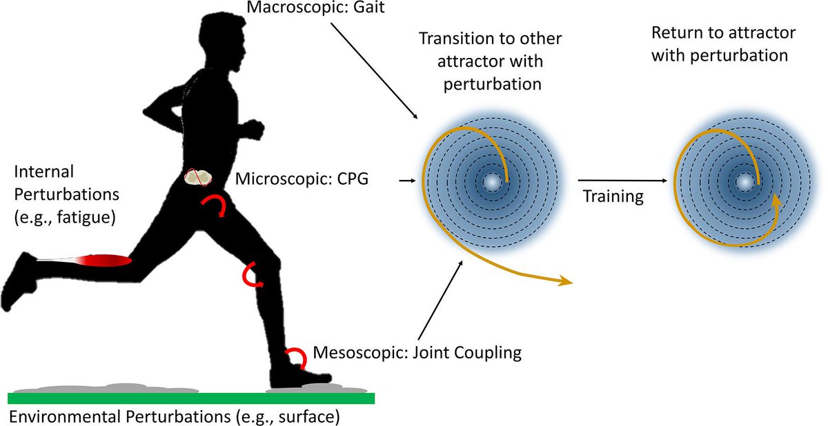 BasVanHooren's tweet photo. Re-share of our FREE article where we discuss applications of the dynamical systems theory and concepts such as #attractors for injury prevention:
https://t.co/gOlGm5RfWh

#Preflex #reflex #running #perturbations #injury https://t.co/pfptjAE61l