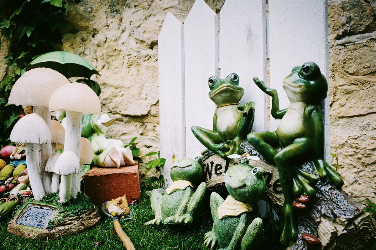 yaatm404's tweet photo. @yumisogun 看今天雨中的青蛙🐸 https://t.co/FgikXToPaS