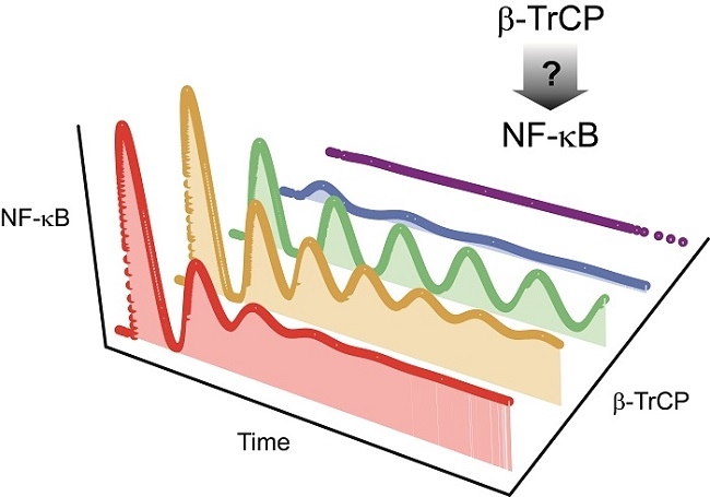 Biomed_MDPI's tweet photo. Controlling Nuclear NF-κB Dynamics by β-TrCP—Insights from a #Computational_Model https://t.co/4Y2Lw1btOU
@MDC_Berlin https://t.co/x1GO69iNyN