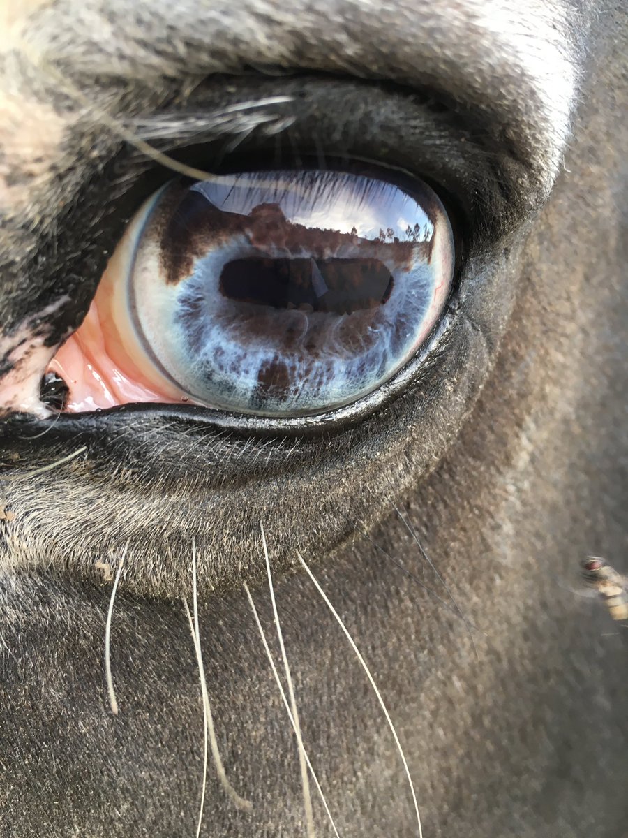 skydogsanctuary's tweet photo. We’re watching you. Don’t tell lies. BLM’ers are trying to derail our campaign to #freethetwins #stopthespaystudy but we won’t stop asking them to honor THEIR written request asking us to take them. We’re still happy to 😊 @BLMOregon https://t.co/tpmDEyTXOL