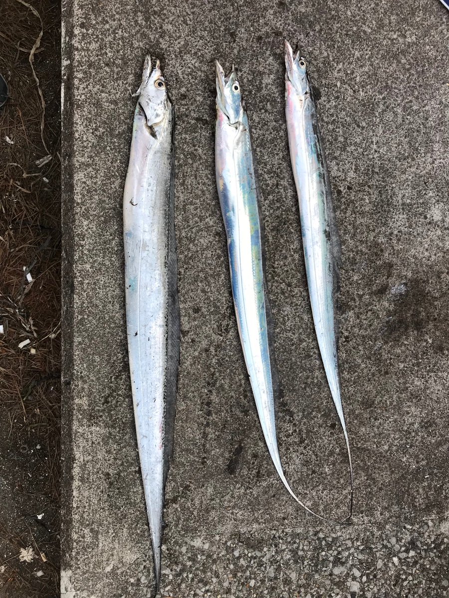 TURIBAKAUnited's tweet photo. 先日友人と久々のショアジギに！
太刀魚一メートル到達できました😢 https://t.co/VrH2wIs2Sq