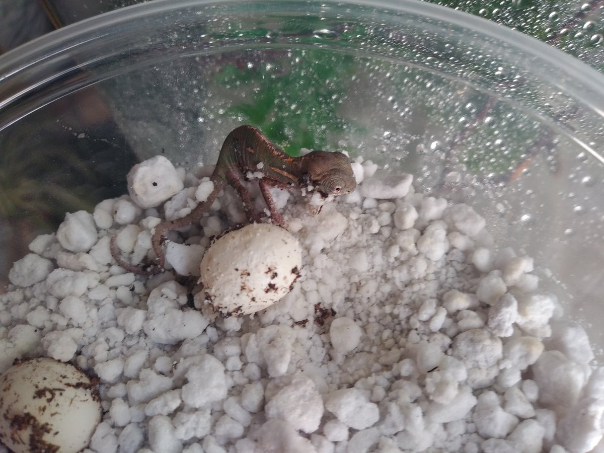 Pet Shop Santa Cruz tweet media