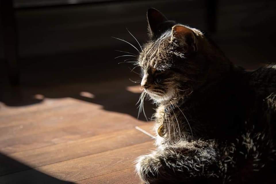 shaunantle's tweet photo. @16DarcyTucker been fans 4ever. shortly after getting married 13 yrs ago, we got our 1st fur baby! He was a fiesty little guy we named "Tucker". Of course, shortly after, you were traded! 🤦🏼‍♂���Sadly, this Friday, we must send him to the
#RainbowBridge 😭 @MapleLeafs @RonMacLeanHTH https://t.co/GZF5X4P1dU