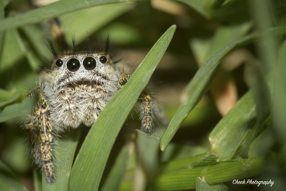CheckPhotograph's tweet photo. Happy Monday Bugday!
#checkphotography #mondaybugday #monday #canon #macro #macrophotography #macrophoto #macrobellows #closeup #photography #nature #naturephotography #insect #insects #outside #bug #adorable #bugs #beautiful #critter #work #spider #jumpingspider #arachnid  #June https://t.co/TWaK4IXyMy