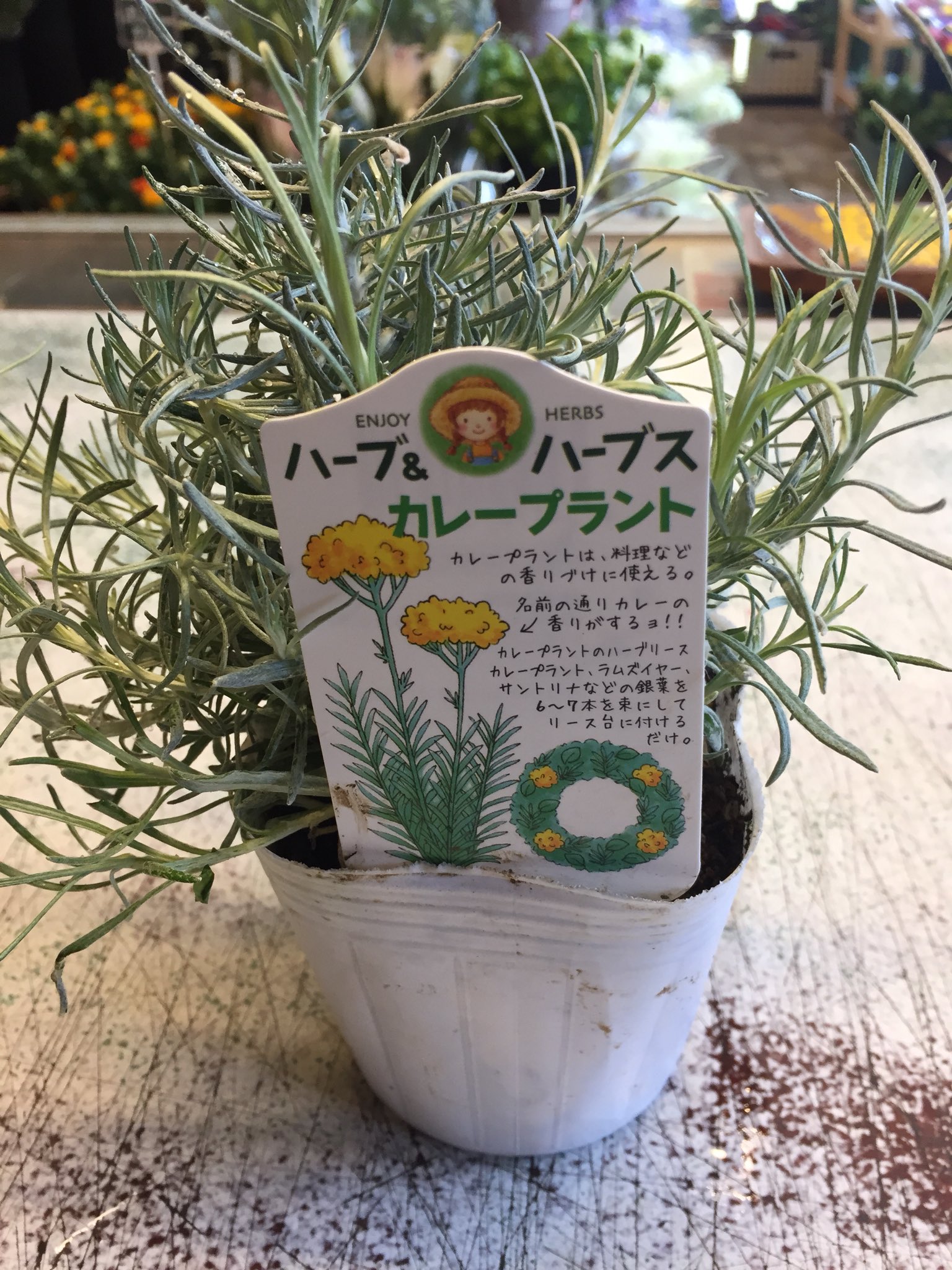 東伏見 Hana Toyo ハーブいろいろ入荷しております これは珍しいカレープラント 味カレーと同じ匂いのカレー臭 がします 面白いので是非٩ W و 東伏見 西武新宿線 カレープラント カレー臭 加齢臭 T Co Zdibawpfd6 Twitter 東伏見 Hana Toyo ハーブいろいろ入荷しております これは珍しいカレープラント 味カレーと同じ匂いのカレー臭 がします 面白いので是非٩ W و 東伏見 西武新宿線 カレープラント カレー臭 加齢臭 T Co Zdibawpfd6 Twitter