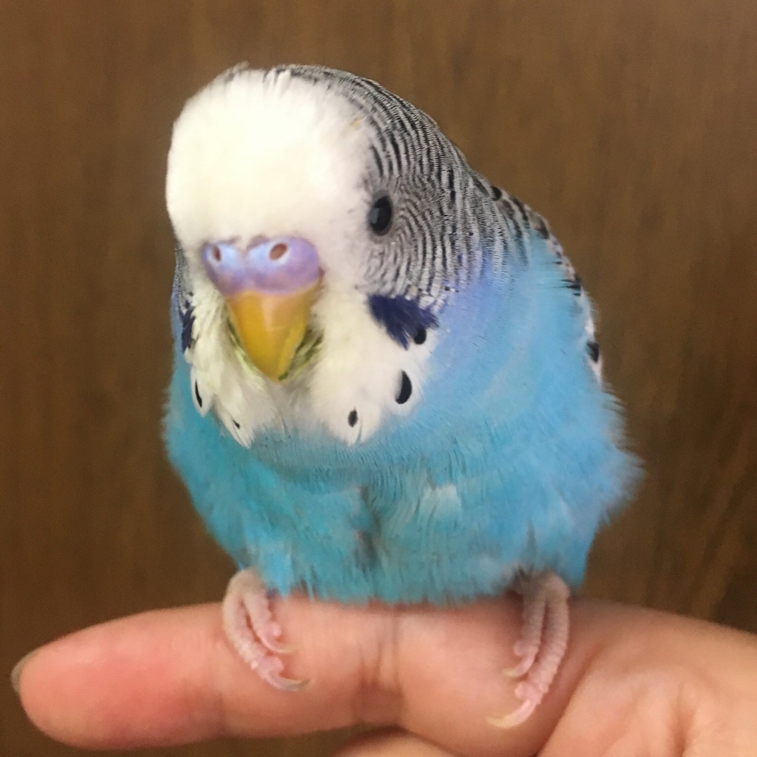 たかさごや インコ専用 里親募集は休止中 Ensatooya Twitter