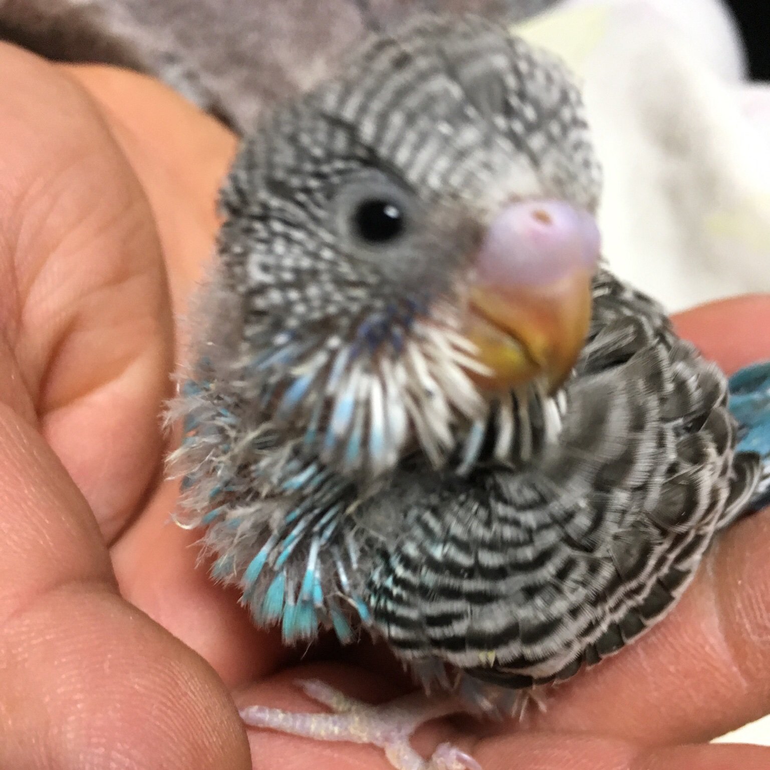 たかさごや インコ専用 里親募集は休止中 Ensatooya Twitter