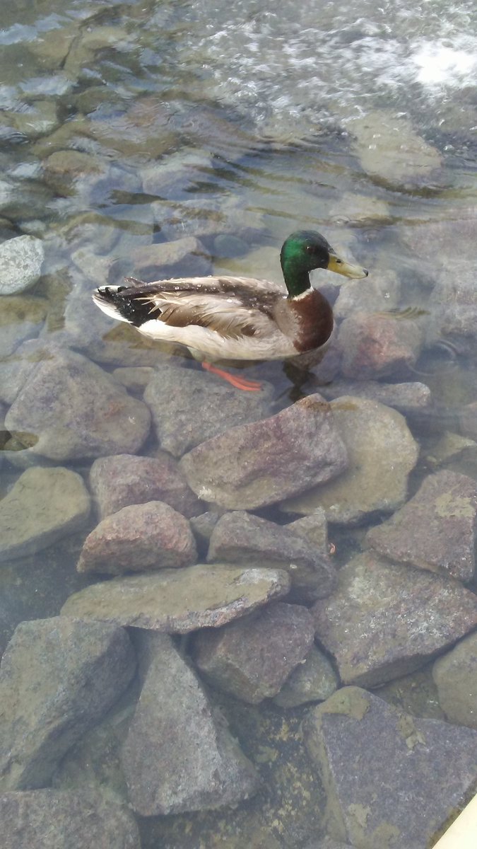 DefacedCreation's tweet image. //For whoever is having a bad time, have this duck that chilled with me when I was sad today.