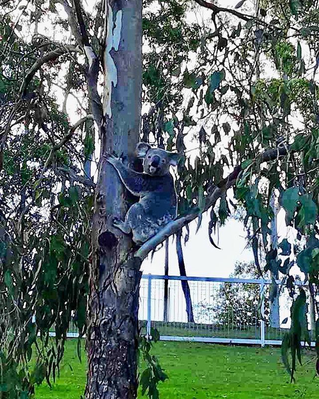 QSAC had a visitor of a different kind on the State Athletics Facility this week. We hope they are enjoying all the action on the track 📸 Shane Townsend #qsacbrisbane #furryvisitor #wildlife #stateathleticsfacility #dropbears bit.ly/2XrRpsC