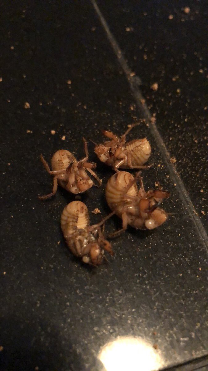 Allegra Bargnesi tweet media