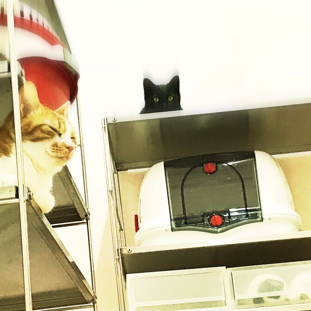 obi_wan_eclipse's tweet photo. The residents of upper floor. #猫式 #cat #ShotoniPhone #Doris #MidnightSunAS #PopRox #Hipstamatic https://t.co/DFZa81ZfuO