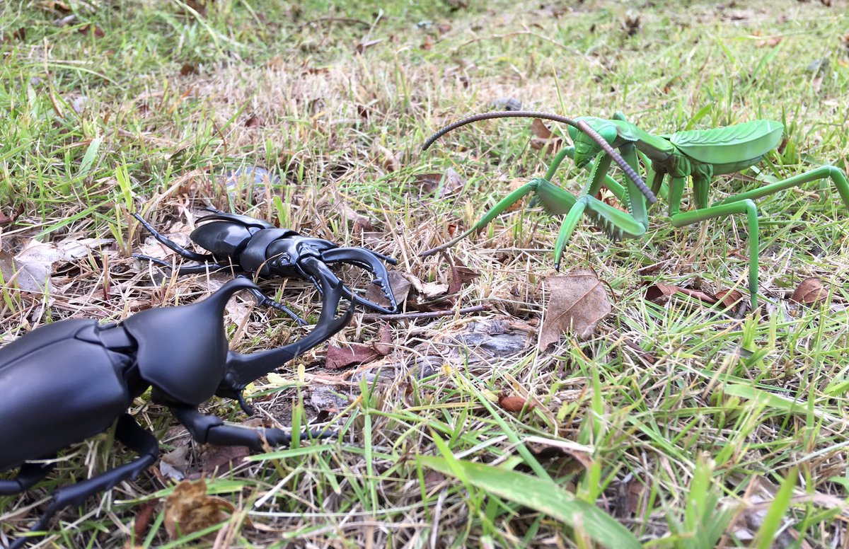 Uzivatel フジミ模型 公式 Na Twitteru 今日は 虫の日 フジミにはいっぱい虫がいます フジミ 自由研究 カブトムシ クワガタ カマキリ