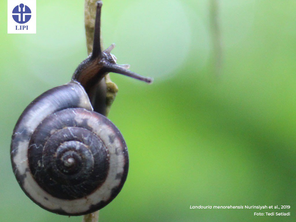 Lipi On Twitter Sebagian Besar Landouria Adalah Hewan Endemik