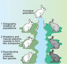 BahariElla's tweet photo. A group of organisms became reproductively isolated from its original population due to geographic separation. This group would most likely be unable to successfully interbreed with its original population. #leregentsreview https://t.co/StDPQHkvaC