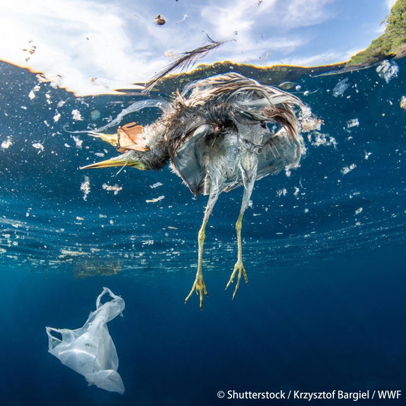 問題 海洋 プラスチック