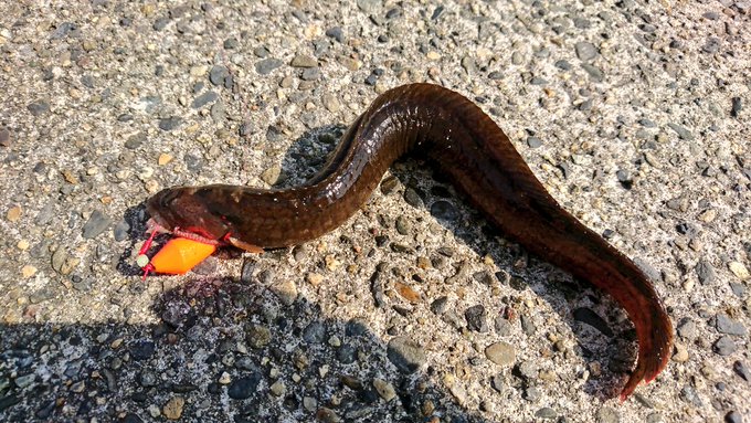 ギンポの特徴 見分け方 写真から探せる魚図鑑