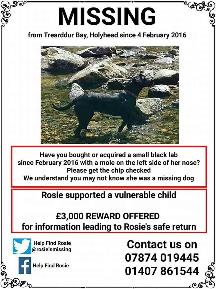 Cymru_01's tweet photo. #Rosie missing 04/02/2016 From #TrearddurBay #Anglesey 

#Rosie let out for Bedtime Wee not seen since! Did you find #Rosie thinking she was lost? Have you bought #Rosie or has she moved into a house nr you? 

#scanthatchip #longtimemissing @rosieismissing #itsaboutaboy https://t.co/tkLPMGRZ2N