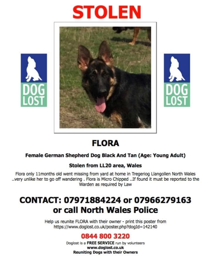 Cymru_01's tweet photo. #Flora still mssing From her home #Tregeiriog Nr #Llangollen #Wales 

Owner is devasted and needs her girl home 

#scanthatchip 

#llangollen https://t.co/Rs7WXzl5GC