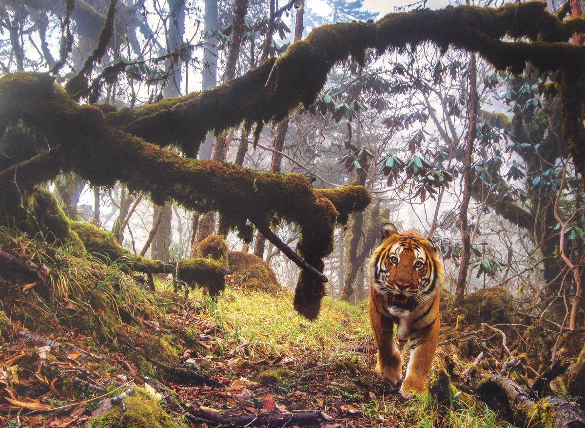 ecogallego's tweet photo. La foto de junio en el calendario de @WWFespana me tiene hechizado. No puedo dejar de mirarla. Un tigre de Bengala captado por fototrampeo en las selvas de Bután. https://t.co/3QjhbQ4JEi