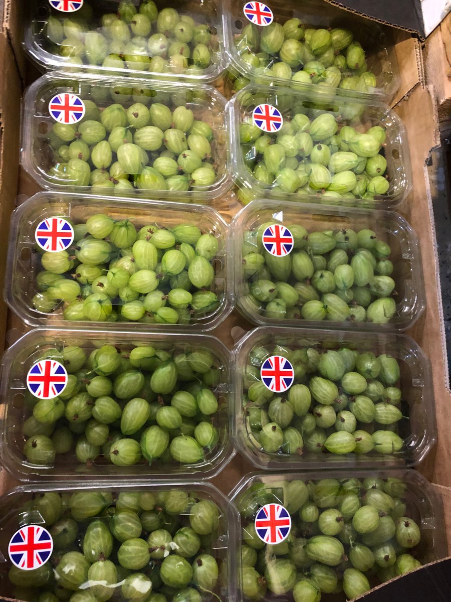 johnhenshalls's tweet image. Gooseberries are in !