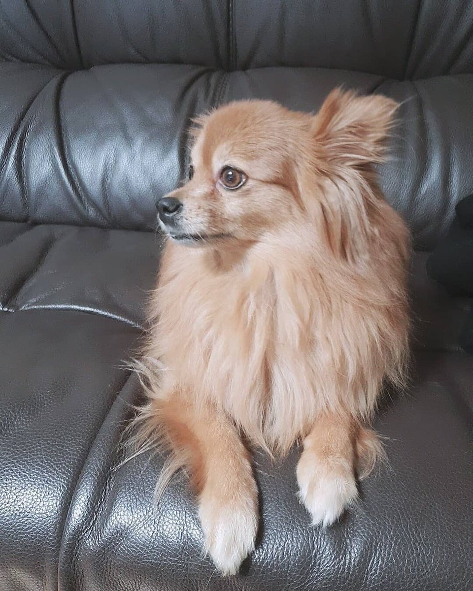 soobinsnuna's tweet photo. Finally we got another Tomorrow X ToPETher members revealed!!😍😍😍
Choi Sean, Choi Toto and Kang Hobak!! Please love all the members and wait for the rest to be revealed!😂😂😂
#TOMORROW_X_TOGETHER #TXT #TXPETS @TXT_members https://t.co/UE7lb33v9G