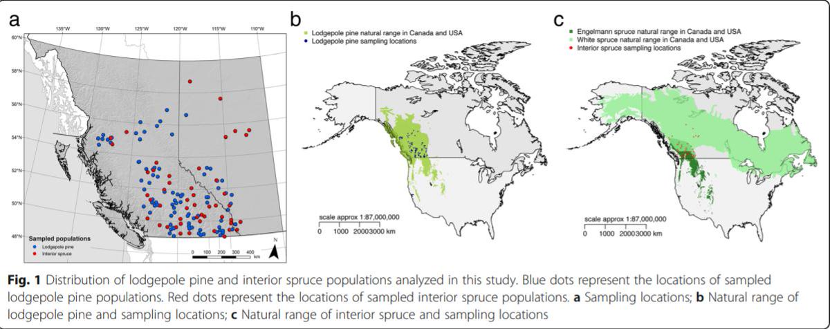 MonashBiol's tweet image. Is purifying/background selection a driver of convergent local adaption signatures in lodgepole pine and interior spruce? Kay Hodgins (@shaky_dingo) and colleagues @Mengmeng_Lu_ @jc_degner and @sam_yeaman have ruled it out in this study bmcevolbiol.biomedcentral.com/track/pdf/10.1… #MonashEvolution