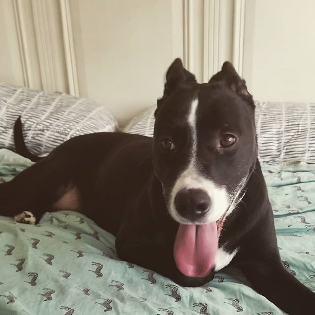 Ears back, tongue's out. Happy #tongueouttuesday everypawdy. Enjoy your day!😛 #jt #jessie #themostglamorouspitmixyouwillevermeet #TOT #theJessieSeries #adoptdogs #savelives #savethebulliedbreed #childrensbookauthor #writebooks #read #write #publish #… bit.ly/2WcqyPC