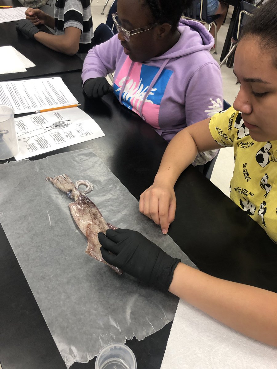 staffordmiddle's tweet photo. Let the squid dissection begin! #SpartansDoScience #SpartanPride @MrsHawkinsSMS https://t.co/xsxWgvfqaa