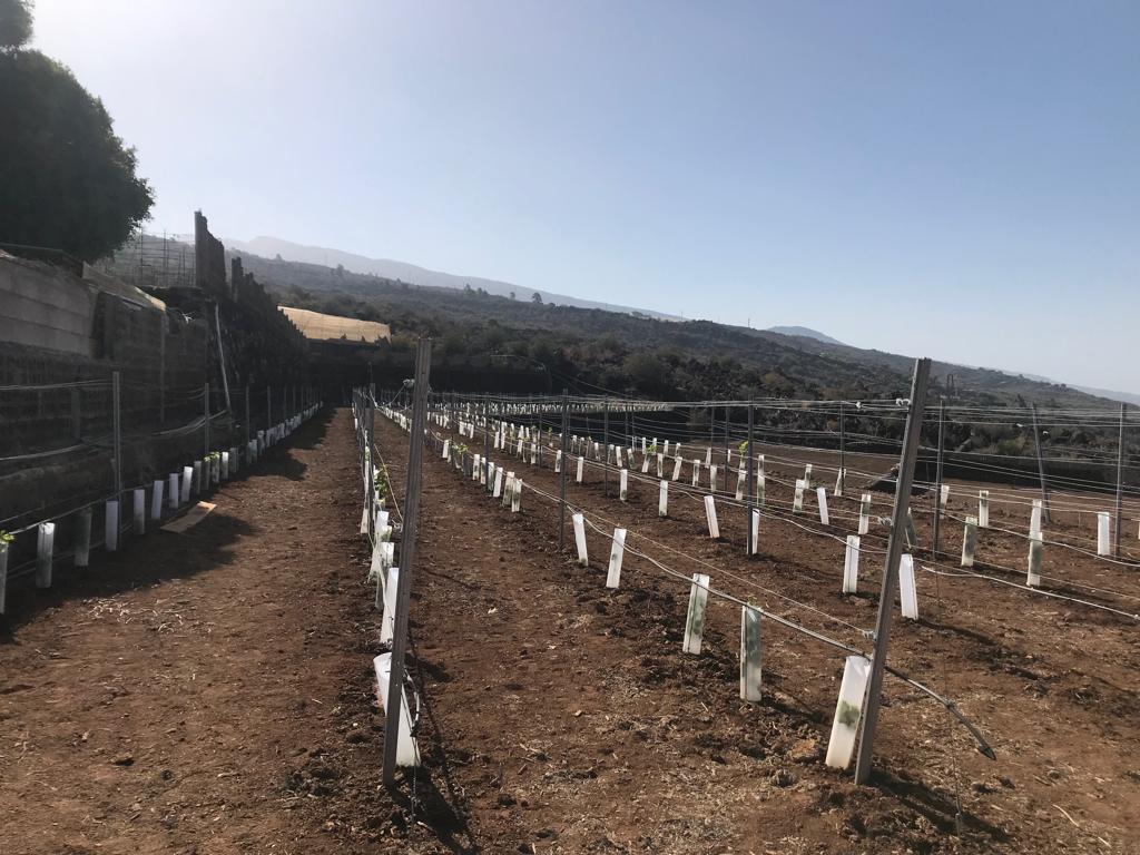 bodegavinanorte's tweet photo. Nuevos proyectos https://t.co/Eldjl30yO3