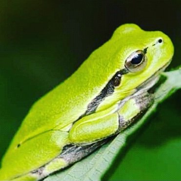 Aanstaande zondag: Spannende avondwandeling in de Knokkert.
Wil je samen met de natuurgids in het donker op pad? Boek dan snel je plekje. Let op: Online boeken is verplicht:

staatsbosbeheer.nl/activiteiten/z…