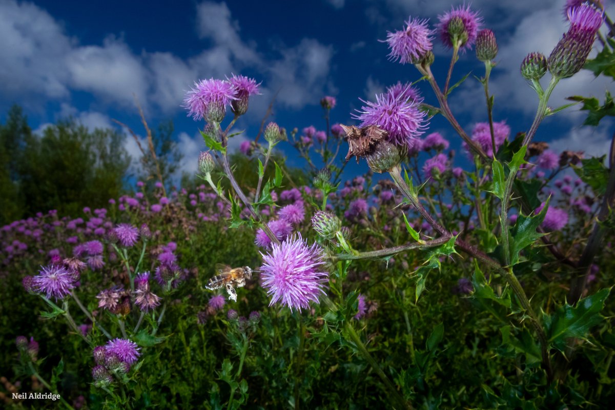 It’s time to celebrate the fact that the wonderfully wild Gwent Levels are protected. What a historic decision after a long campaign by @GwentWildlife! Read our reaction: wildlifetrusts.org/news/great-new… #NoNewM4