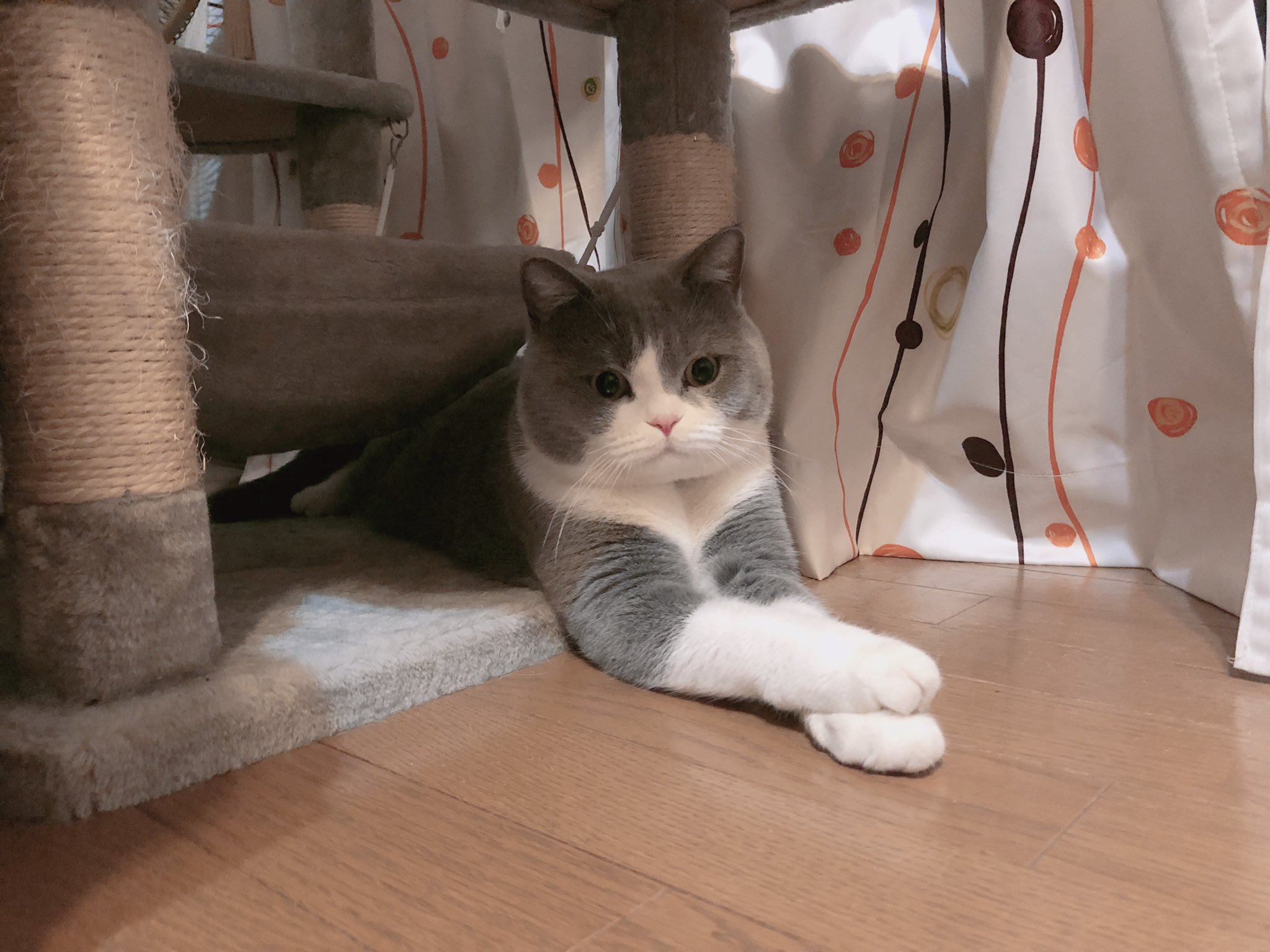 ひので おててをかさねてお行儀がいいねこ T Co Zltttx77lh Twitter