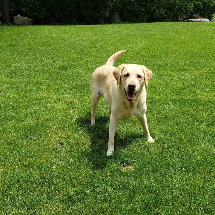DefinePlanet's tweet photo. Happy Tuesday! 
Who loves playing fetch?
..
..
#fetch #lovemydog 
#recycle #pupfluencer #dogscorner #doggiveaway #dogmom #bloggerlife #moderndog #giveaway #giveaways #thankyou #petparent #define_planet #compostable #veggie #corn #summer2019🌴 https://t.co/fHBHCXOc9w