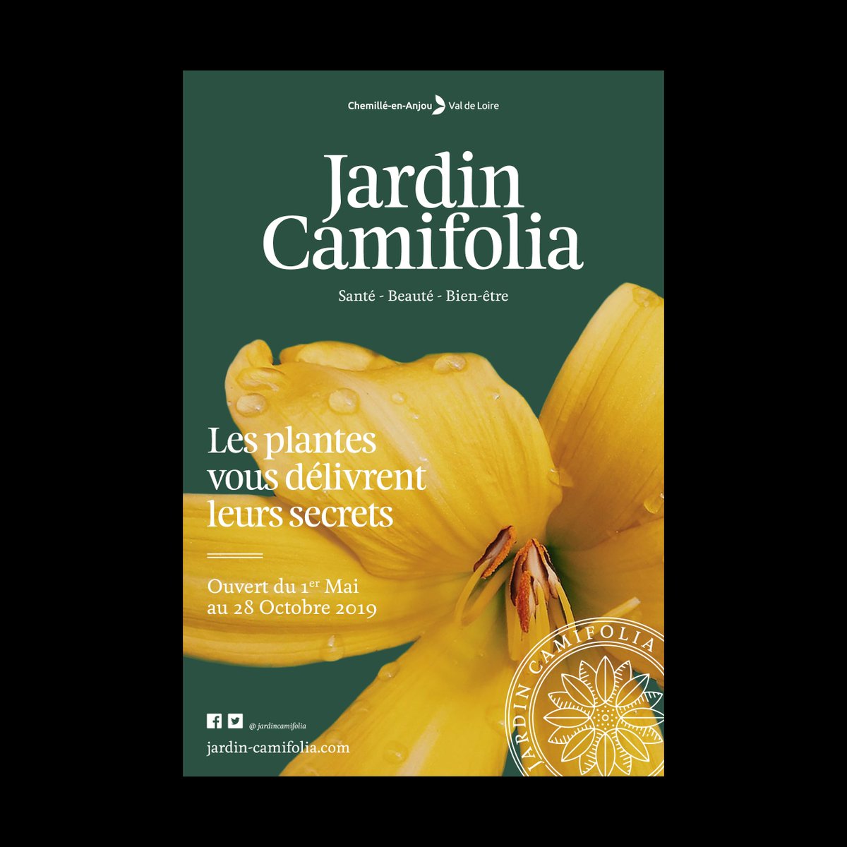 Nouvelle identité du Jardin Camifolia, le jardin des plantes santé, beauté et bien-être de @ChemilleenAnjou, représentant, sous la forme d'une gravure, l'illustre fleur du territoire : la camomille romaine. 🌼🌼🌼