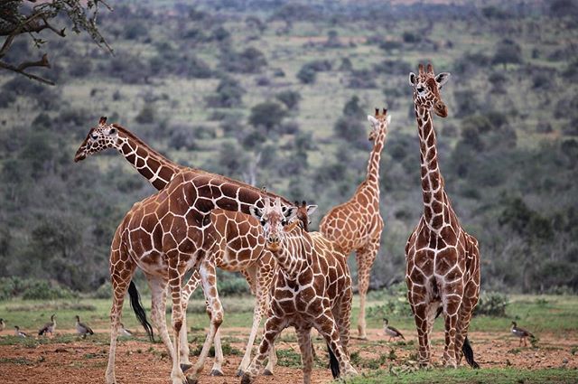 McCabeWorldTvl's tweet photo. Kenya is an incredibly popular Safari destination for McCabe clients. A mix of National Parks and Private Reserves give clients the opportunity for close encounters with The Big Five. Our Virtuoso connections carry all the way to Kenya! https://t.co/nFyoBE0PYx
