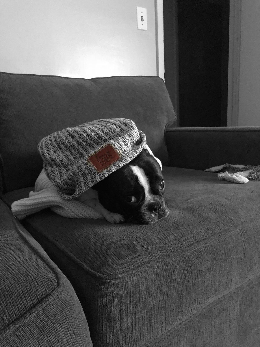StellaTheBeBe's tweet photo. My fav 🧢 @cubs World Series, @LoveYourMelon  I ❤️ them 4 donating 50% of their net profit to support the fight against cancer &amp; @able.apparel - dedicated to ending violence in Chicago. Shoutout to @brunomars for letting borrow is fedora #dogwithstyle #chicagodog #Frenchie https://t.co/82GOHiFmyg