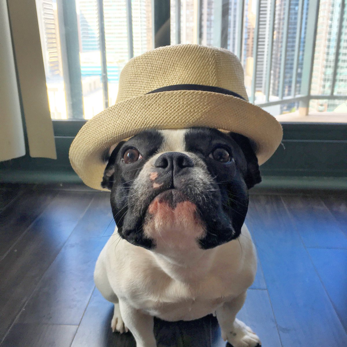 StellaTheBeBe's tweet photo. My fav 🧢 @cubs World Series, @LoveYourMelon  I ❤️ them 4 donating 50% of their net profit to support the fight against cancer &amp; @able.apparel - dedicated to ending violence in Chicago. Shoutout to @brunomars for letting borrow is fedora #dogwithstyle #chicagodog #Frenchie https://t.co/82GOHiFmyg