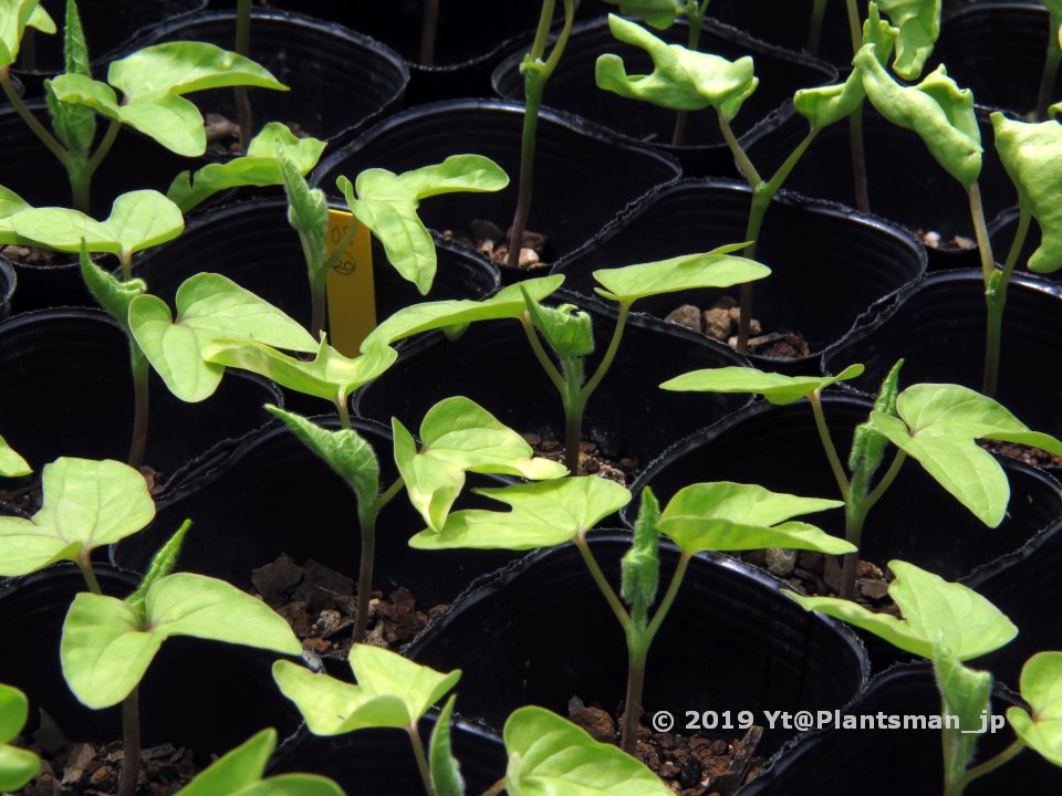 Yt Seeded Some More Last Night Then 355 Seeds Were Sown In Total Hoping No More Seeds This Season 播種2回目 縮緬立田のテスト播きと 出物だけ頼まれて断れなかった細葉物など91粒 残った親木どうしようかなー ﾁﾗｯ 変化朝顔 朝顔