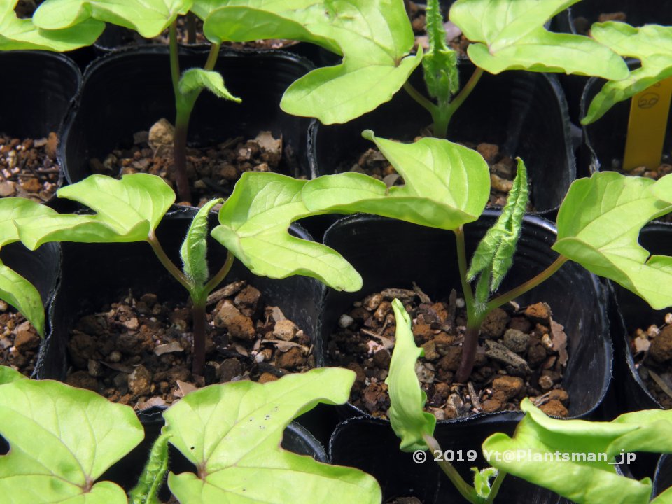 Yt Seeded Some More Last Night Then 355 Seeds Were Sown In Total Hoping No More Seeds This Season 播種2回目 縮緬立田のテスト播きと 出物だけ頼まれて断れなかった細葉物など91粒 残った親木どうしようかなー チラッ 変化朝顔 朝顔 Yt Seeded Some More Last Night Then 355 Seeds Were Sown In Total Hoping No More Seeds This Season 播種2回目 縮緬立田のテスト播きと 出物だけ頼まれて断れなかった細葉物など91粒 残った親木どうしようかなー チラッ 変化朝顔 朝顔