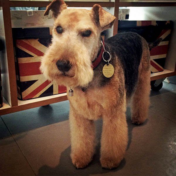 The #AwardWinning groomers at <a href="/hollyandlil/">HollyandLil</a> will have your #dogs looking fur'bulous ️
 'Because they're woof it!'
 Call 02072377226 to book your appointment 
or visit them at 
90 Tower Bridge Road, #London SE1 4TP bit.ly/2GS5BTz