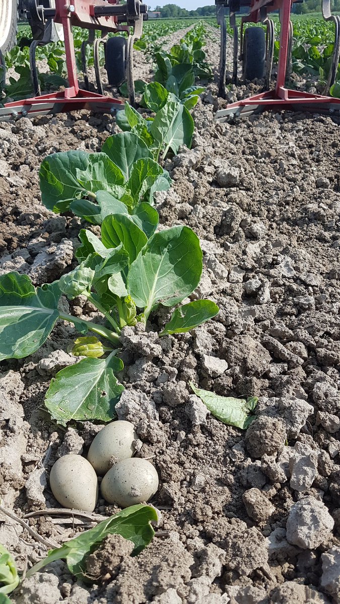 evputten77's tweet image. #biodiversiteit en mechanische onkruidbestrijding passen prima in een modern landbouwsysteem.