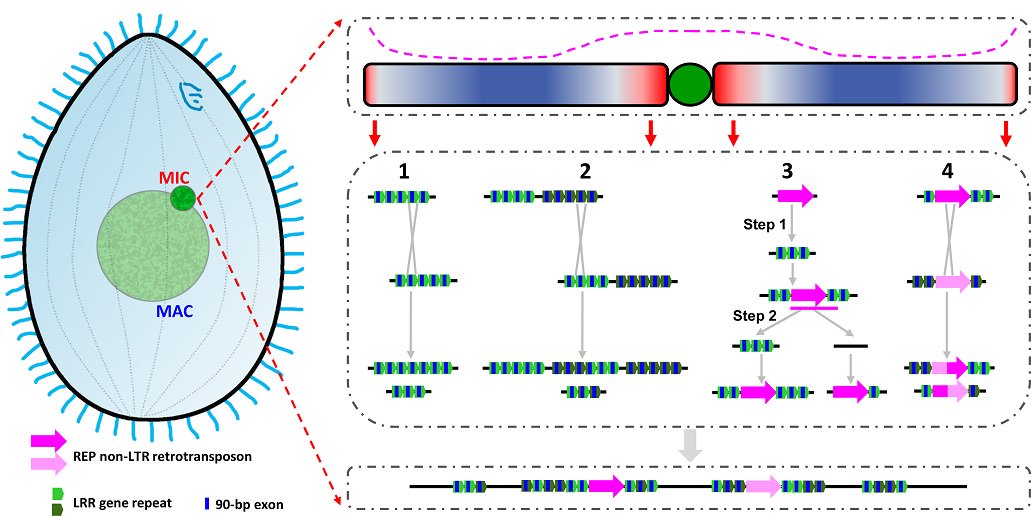 Ciliate diversity: genomic comparison of 10 morphologically v similar species of #ciliate from genus #Tetrahymena reveals how parallel microevolutionary processes have shaped their genomes &amp; created unique genes through #retrotransposition #PLOSBiology plos.io/2wH3ldX