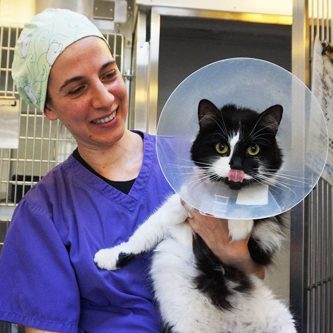 TogetherAnimals's tweet photo. Today is hug your cat day! Give your kitty a hug today! #CharityTuesday #tuesdaythoughts #HugYourCatDay https://t.co/E6oIMJWrgp