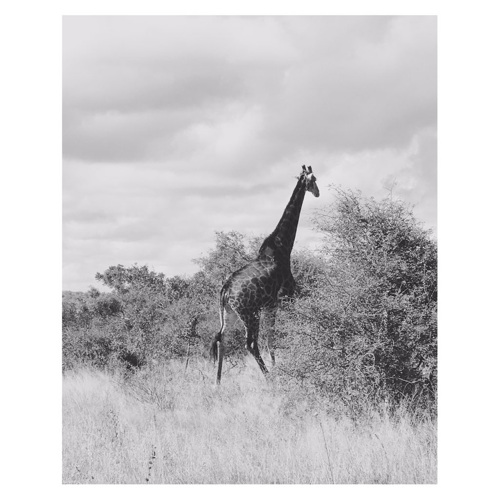 ticking this off my bucket list — have always wanted to see a giraffe in the wild. 🦒